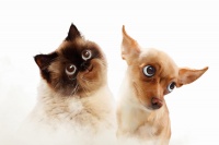 欧洲宠物市场规模将破万亿！