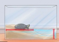 怎么逗乌龟开心，主要有三种方法