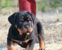 了解以罗威纳——一种勇敢忠诚的宠物狗（探索以罗威纳的性格、外貌和培养之道）