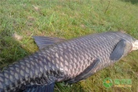 草鱼生病了如何治疗？