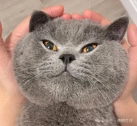 猫咪6种常见病及治疗方法，建议收藏