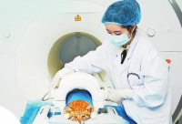 小宠物撬动万亿元大市场，江西如何竞逐宠物经济“新赛道”