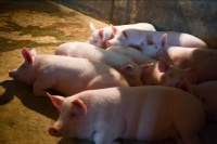 简单的农村养猪自配饲料怎么做？自己给猪准备的猪饲料怎么做？