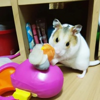 仓鼠用品全套玩具推荐，品牌盘点与选购指南