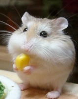 仓鼠玩具品牌大盘点，为你的小萌宠挑选最适合的玩具！