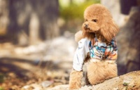 宠物狗营养摄取：八个月泰迪如何均衡饮食？