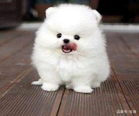 博美犬饮食：均衡营养，健康相伴