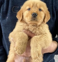 成年金毛的理想体重（如何保持宠物金毛的健康与美容？）