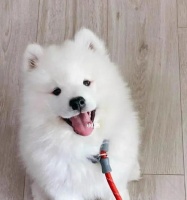 萨摩耶幼犬饲养指南（宠物爱好者必看，从幼犬期到成年期的全面指导）