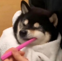 小狗吃狗粮好还是吃饭好？你给狗狗吃对了吗？