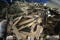 2025竹鼠养殖技术新趋势