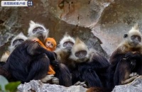 生命故事丨因“泡酒”而被发现的物种——白头叶猴