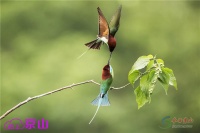 京山观鸟节摄影大赛获奖作品出炉