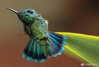 2023第14届Audubon鸟类摄影大赛优秀作品……