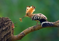 员工鸟类摄影比赛