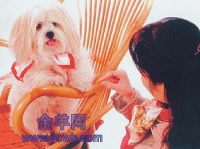 爱犬乐园杯宠物摄影大赛部分作品展示