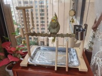 养鸟家里有味道除味器吗