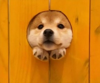 狗狗挑食不吃狗粮怎么办？什么狗粮适合挑食的狗狗，推荐这5款