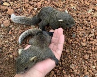 红腹松鼠饲养指南（探究红腹松鼠的食物、生活习性及最佳饲养方式）宠物屋