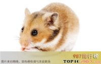 仓鼠十大品种大全排行榜