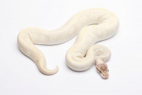 如何选择适合家庭饲养的小宠物蛇（温顺无毒小蛇推荐指南）