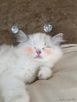 猫肠胃不好怎么调养