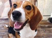 深入剖析比格犬的优缺点及其性格特点