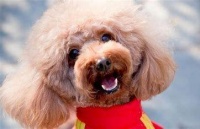 贵宾犬的特点与选取要点