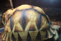 安哥洛卡象龟的繁殖知识 – 大博雅盆景园