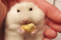 仓鼠不想养了怎么办（可以送到哪）