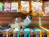 千亿级宠物食品市场正在抛弃传统主粮！精准营养、天然鲜食成新宠主必选项