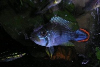 如何去除鱼缸壁上的水垢