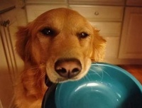 喂狗粮的3个错误，很多铲屎官都犯过，你中招了吗？