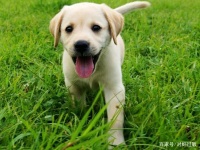 狗狗不能吃的食物有哪些？有一个你可能正在喂它