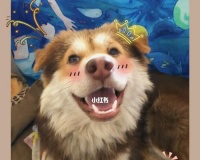 夏天狗狗驱虫指南（让宠物健康度过炎炎夏日，宠物驱虫的必要性和注意事项）