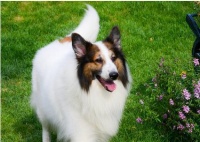 探究宠物苏牧消化系统特性（从食物到粪便）