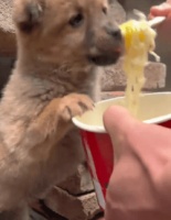 【狗狗吃泡面？先别急着拆调料包！三招教你科学判断】