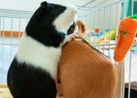 预防豚鼠传染病的有效措施的有哪些？