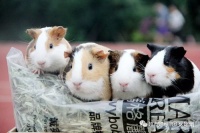 豚鼠作为宠物能活多久呢？