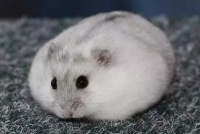 仓鼠能吃苹果不（生的）