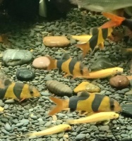 如何饲养三间鼠鱼？（一份详细的三间鼠鱼养殖指南）