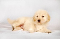 满月金毛喝多少奶（养金毛必备：金毛犬食谱大全）