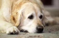 还不知道狗狗吃什么蔬菜好？看完你就知道了