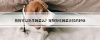 狗狗可以吃生蔬菜么？宠物狗吃蔬菜沙拉的好处