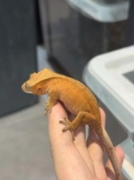 蛇宠在哪能看见