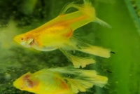 养孔雀鱼必看！10大禁忌错误，90%新手都踩过