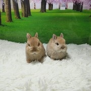 小雨宠物兔乐园