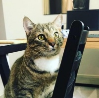 如何让猫听话的音乐有哪些，有什么办法可以让猫听话