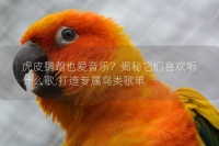 虎皮鹦鹉也爱音乐？揭秘它们喜欢听什么歌,打造专属鸟类歌单