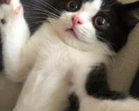 宠物接种疫苗攻略（以猫言狗语，让宠物免疫无忧）